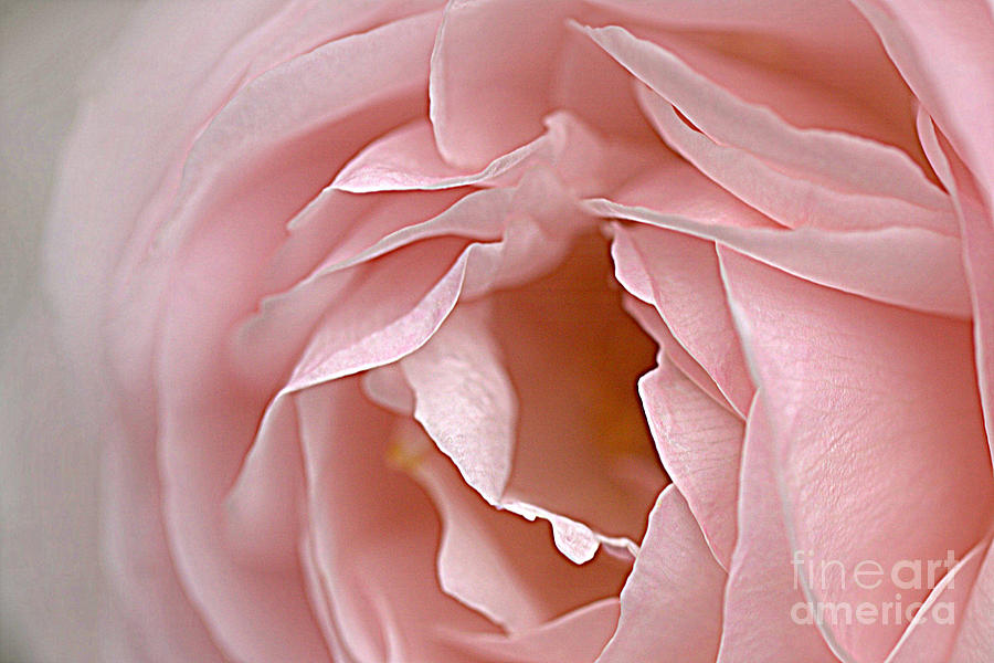 Pink Rose Photograph by Lynn Sprowl