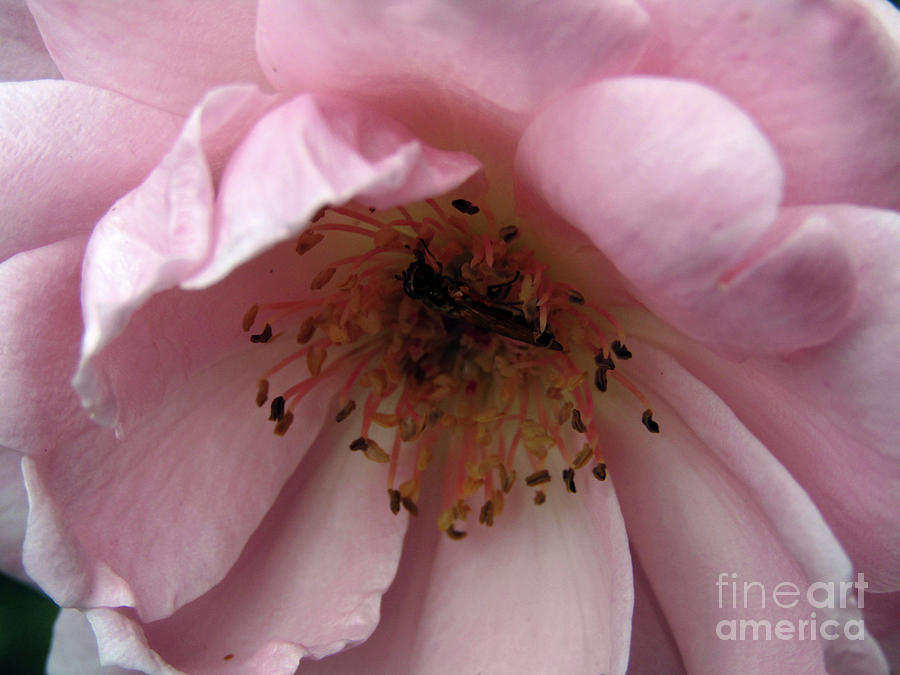 Pink Rose Macro 2 Photograph by Kim Tran