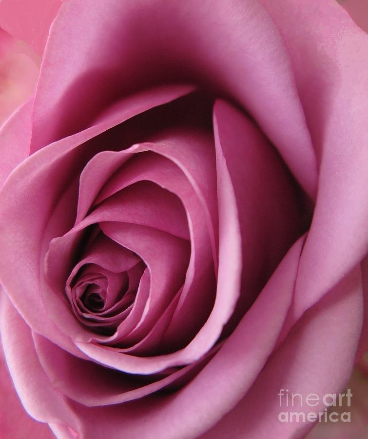 Pink Rose Macro 2 Photograph by Tara Shalton