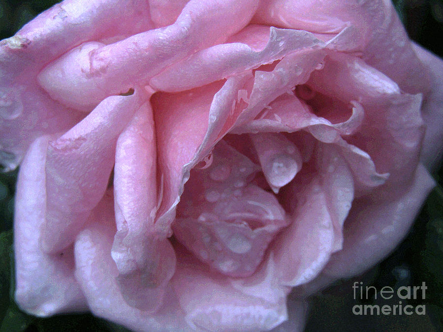 Pink Rose Macro 3 Photograph by Kim Tran