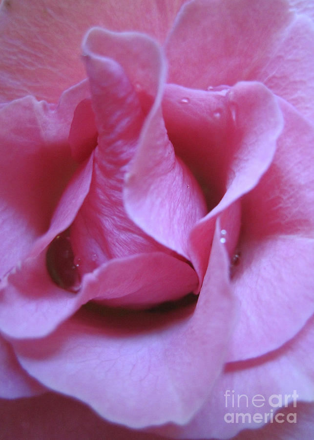 Pink Rose Macro 3 Photograph by Tara Shalton