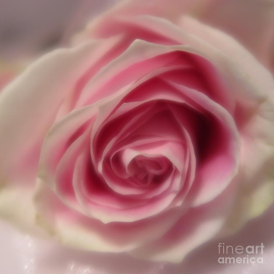 Pink Rose Macro Abstract Photograph by Tara Shalton