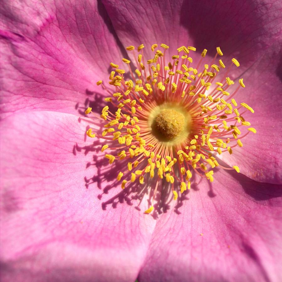 Garden Photograph - Pink Rose Macro by Joseph Skompski