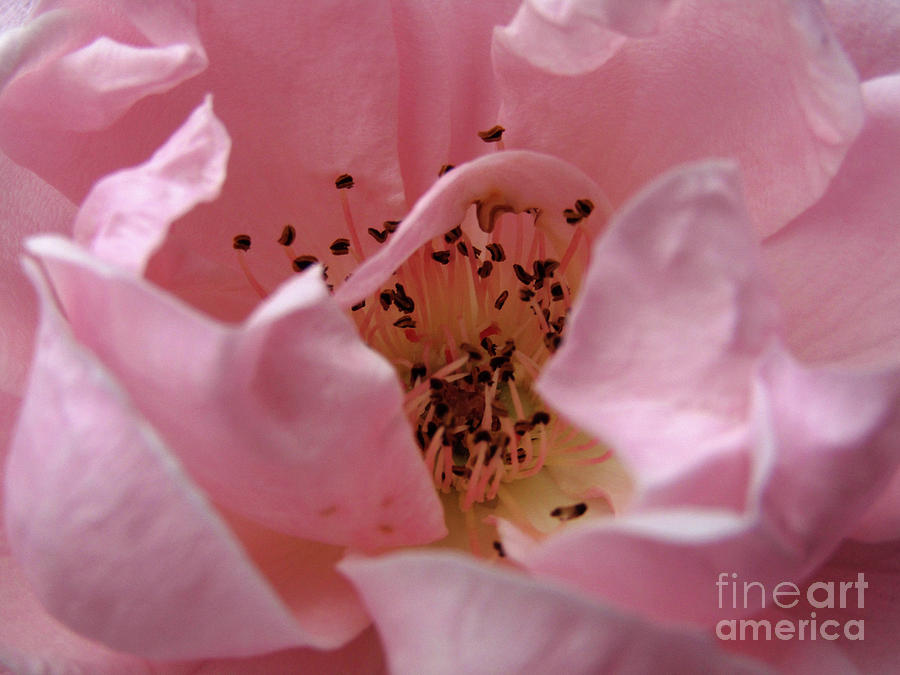 Pink Rose Macro Photograph by Kim Tran