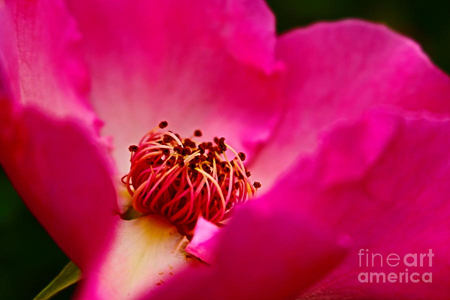 Pink Rose Macro Photograph by Loretta S