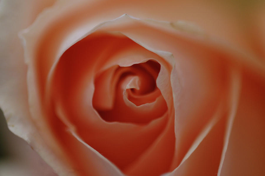 Rose Photograph - Pink Rose Macro by Rafael Figueroa