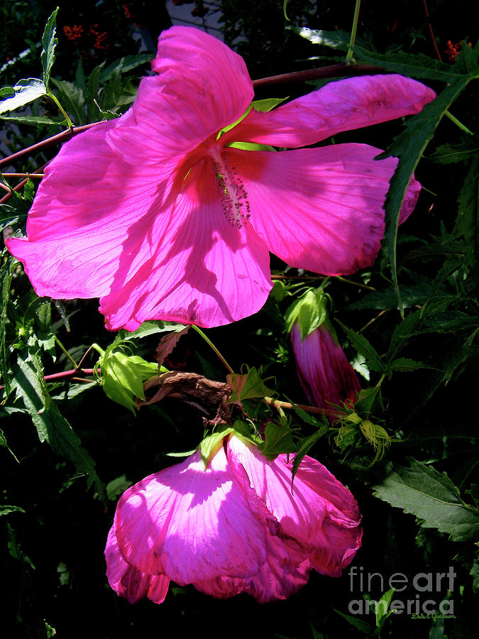 Pink Rose Mallow In Colorado Photograph