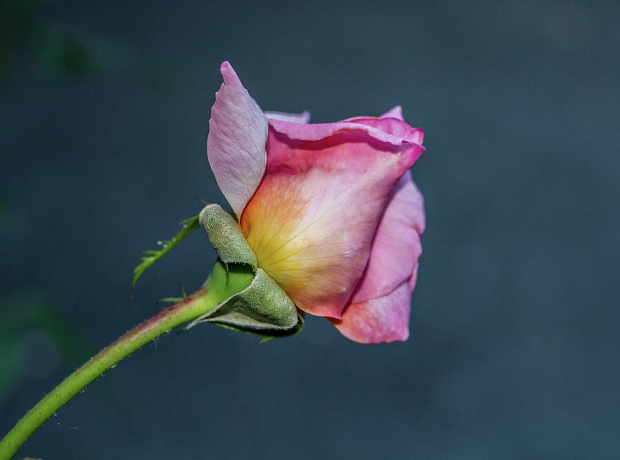 Pink Rose Photograph by Marzena Grabczynska Lorenc