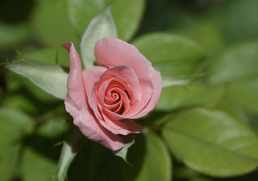 Pink Rose Photograph by Matthew Bamberg