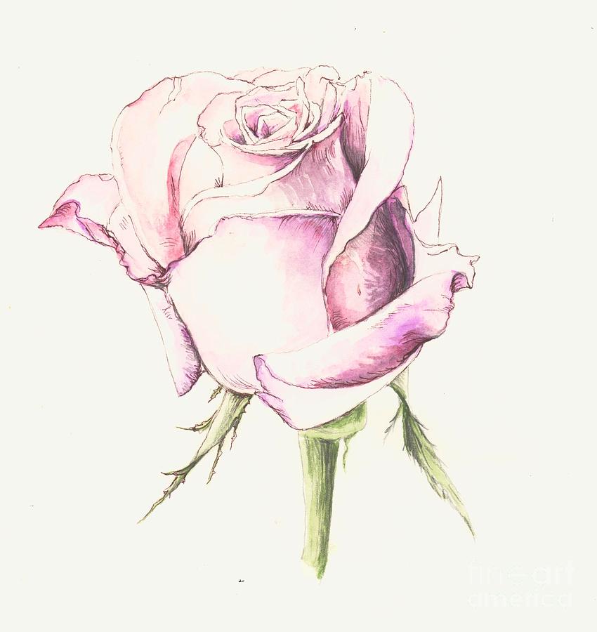 Pink Rose Painting by Morgan Fitzsimons