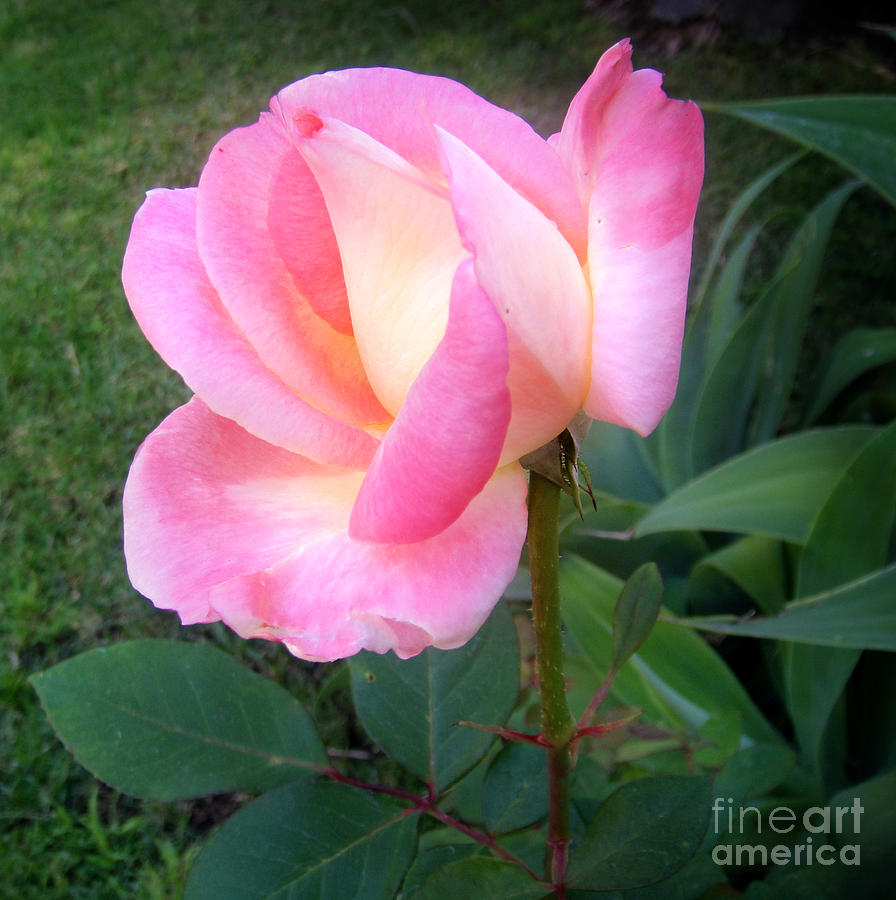 Rose Photograph - Pink rose. Morning by Sofia Goldberg