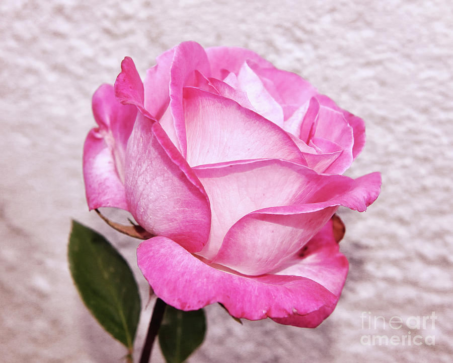 Pink Rose Photograph by Norman Gabitzsch