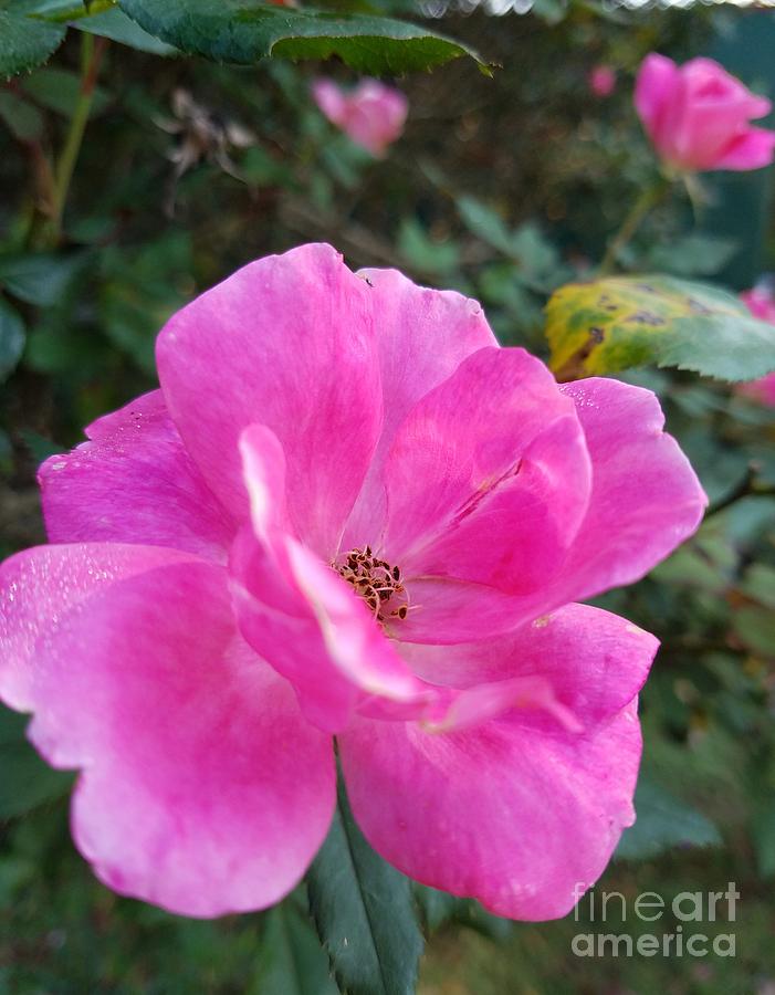 Pink Rose of Autumn Photograph by Maria Urso