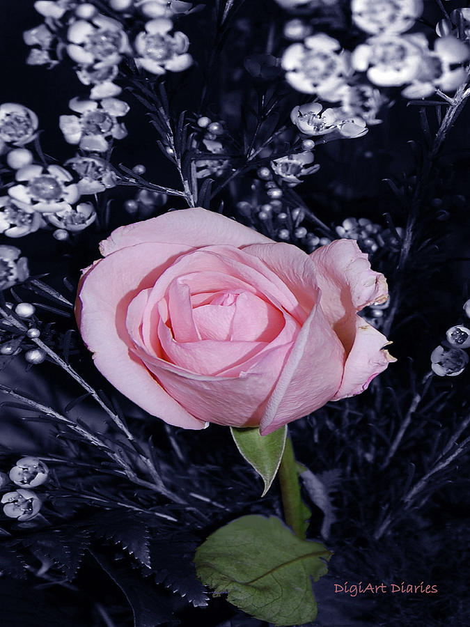 Pink Rose of Imperfection Digital Art by DigiArt Diaries by Vicky B Fuller