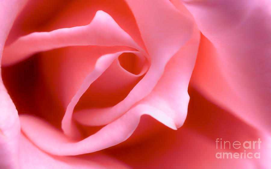 Pink Rose Of Romance Photograph