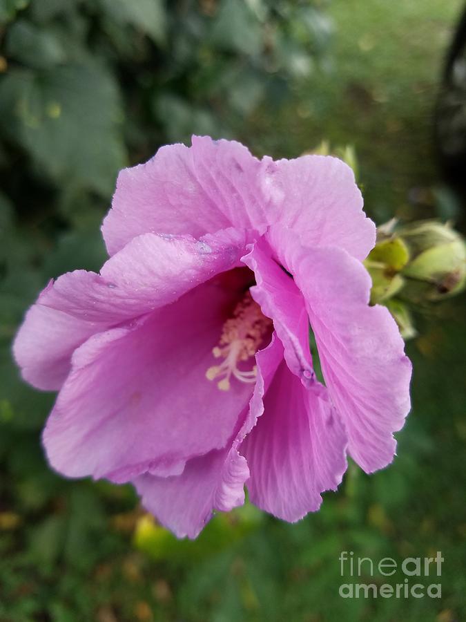 Pink Rose of Sharon Photograph by Maria Urso