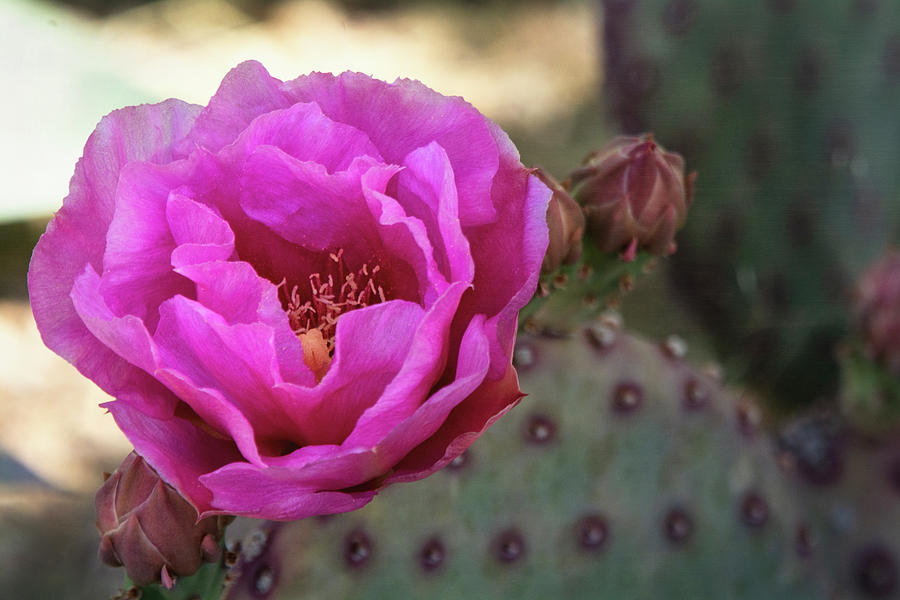 Pink Rose of the Desert  Photograph by Saija Lehtonen