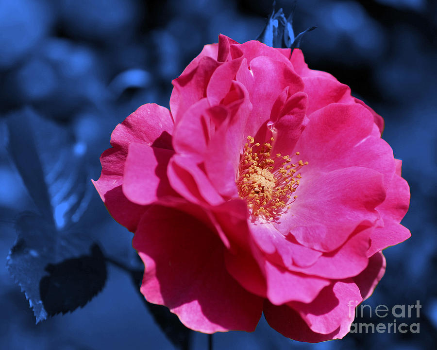 Pink Rose On Blue Photograph by Smilin Eyes Treasures