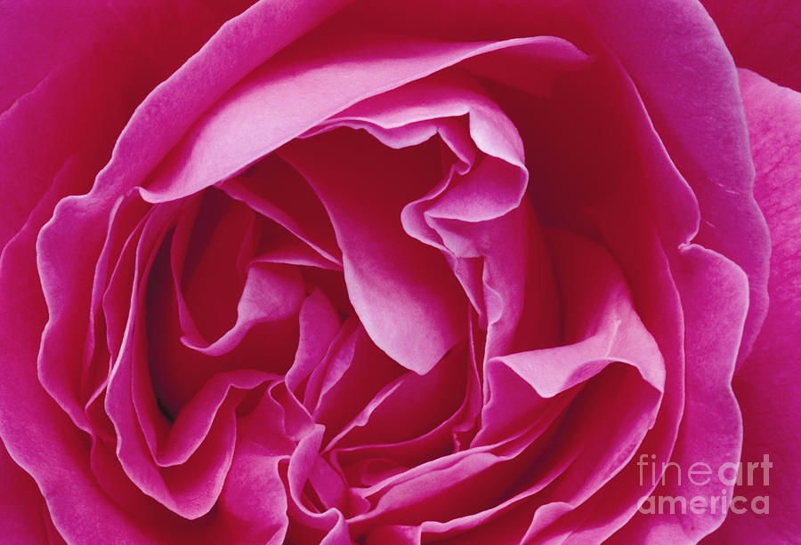 Abstract Photograph - Pink Rose Open by Greg Vaughn - Printscapes