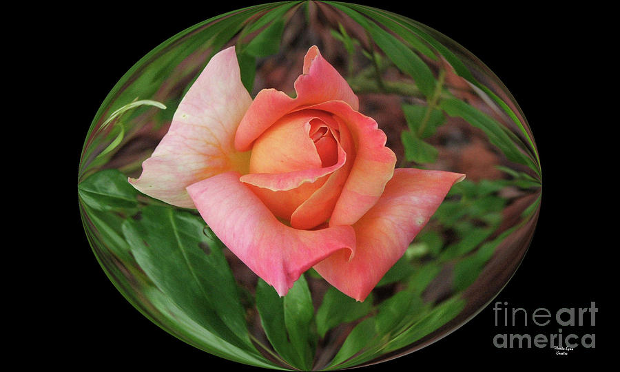 Pink Rose Orb Photograph by Wanda-Lynn Searles