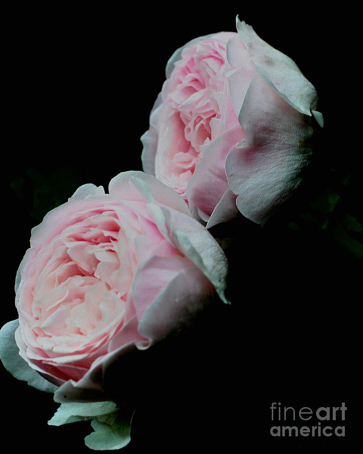 Pink Rose Pair Photograph by Smilin Eyes Treasures