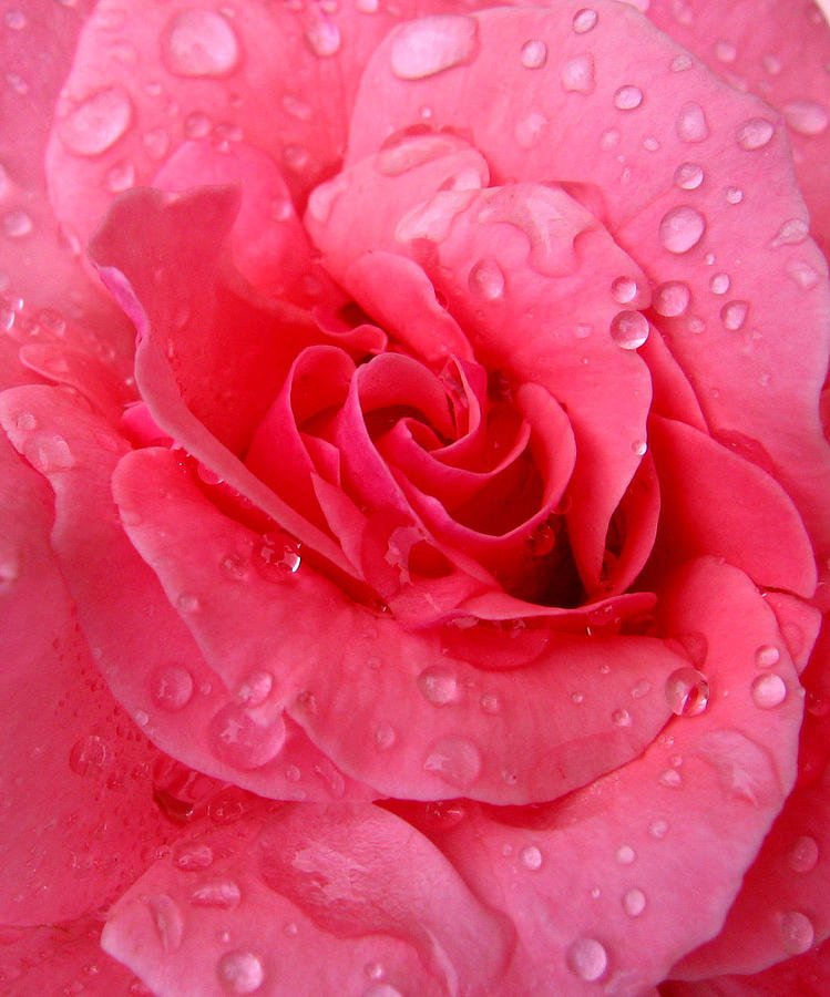Pink Rose Photograph by Patricia Januszkiewicz