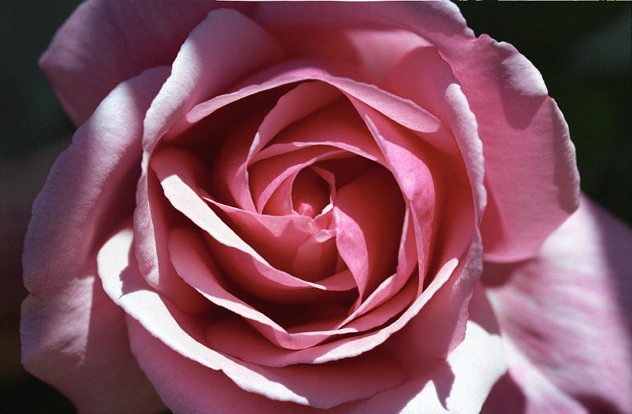 Pink Rose Photograph by Paul  Trunk