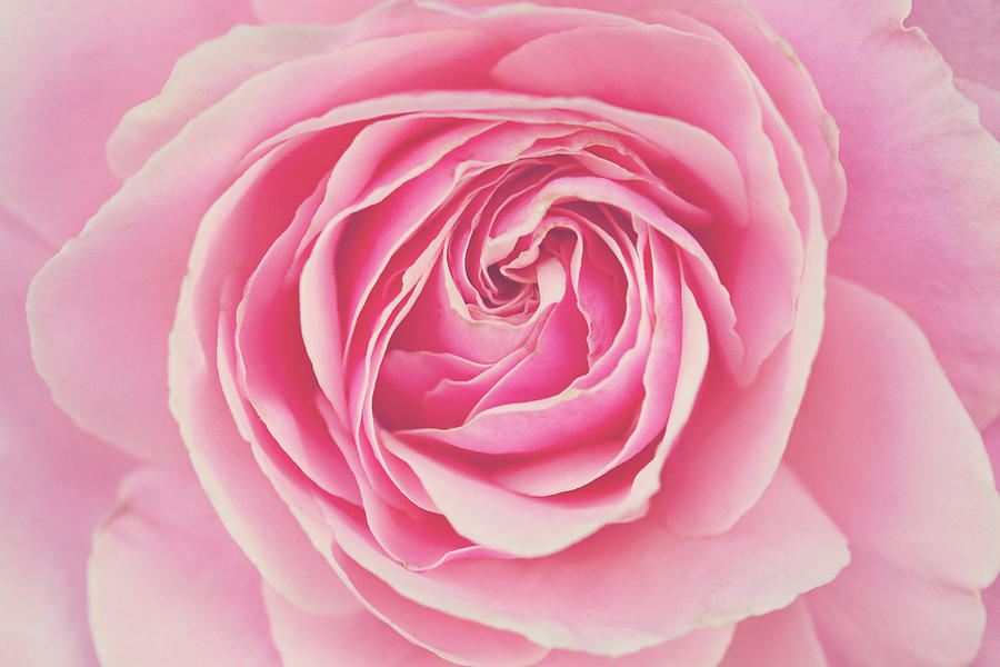 Pink Rose Petals Photograph by Melanie Alexandra Price