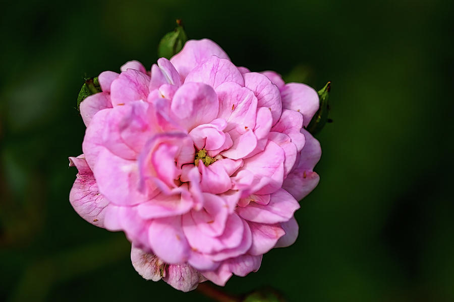 Pink Rose Petals Photograph by Richard Gregurich