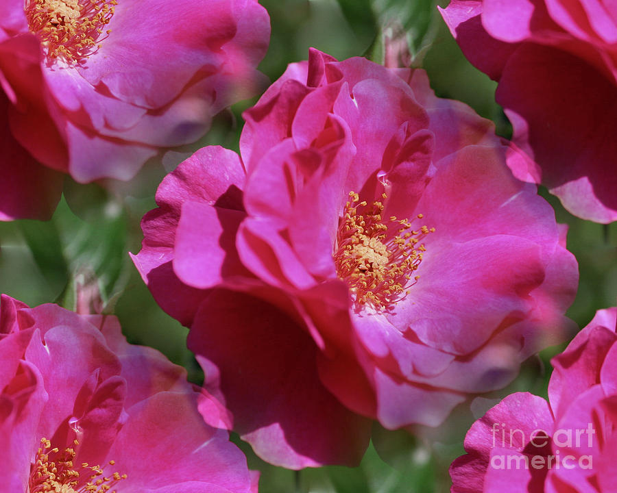 Pink Rose Petals Photograph by Smilin Eyes Treasures