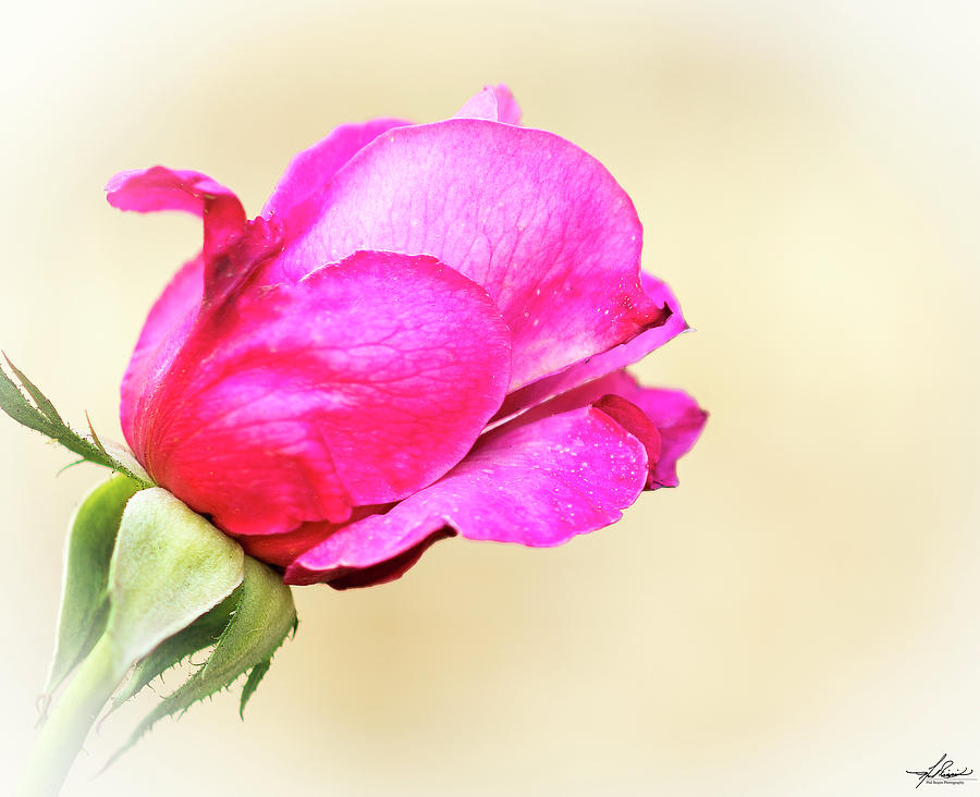 Spring Photograph - Pink Rose by Phil And Karen Rispin