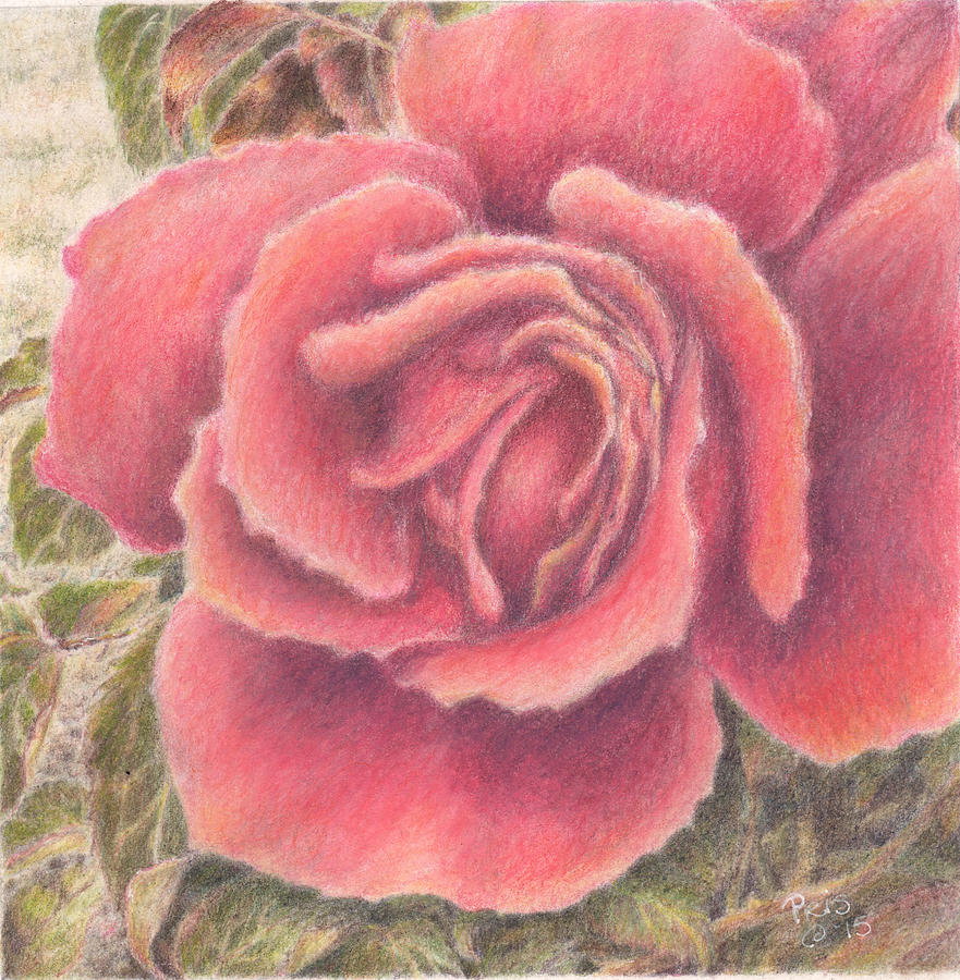 Pink Rose Drawing by Pris Hardy