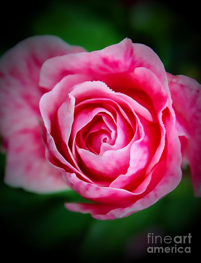 Pink Rose Punch Photograph by Clare Bevan