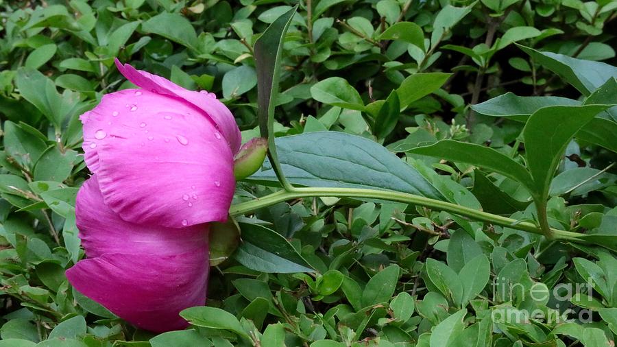 Pink Peony Resting Photograph by Beth Myer Photography