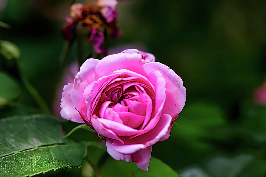 Pink Rose Photograph by Richard Gregurich