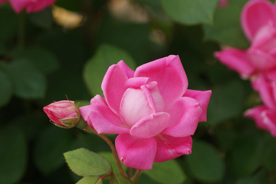 Flower Photograph - Pink Rose by Rick Friedle