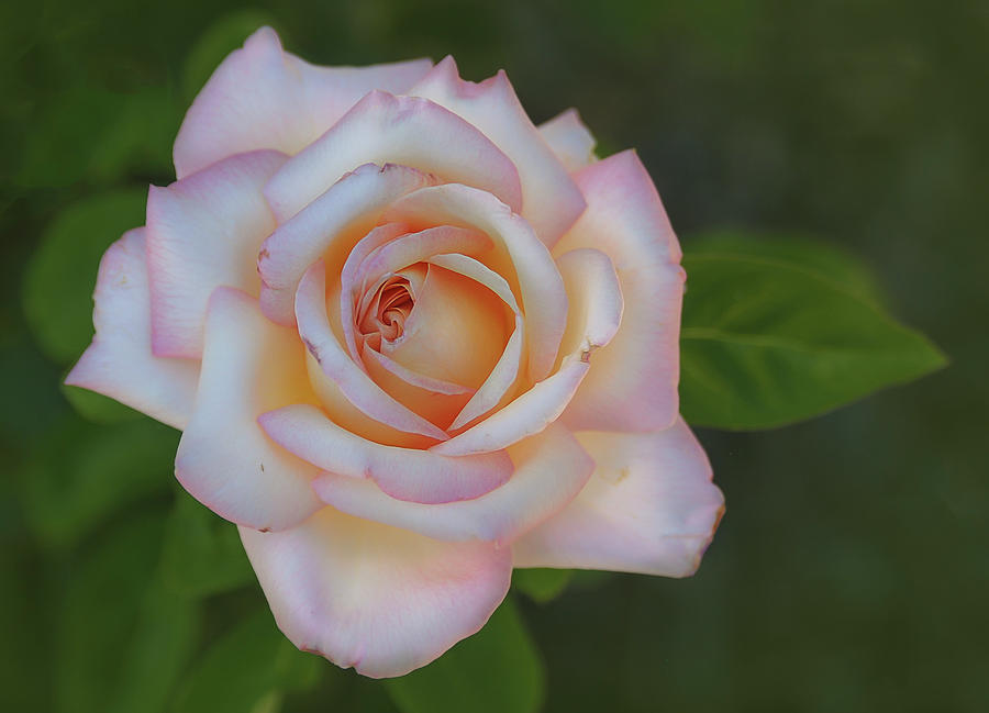 Pink Rose Photograph by Rick Mosher