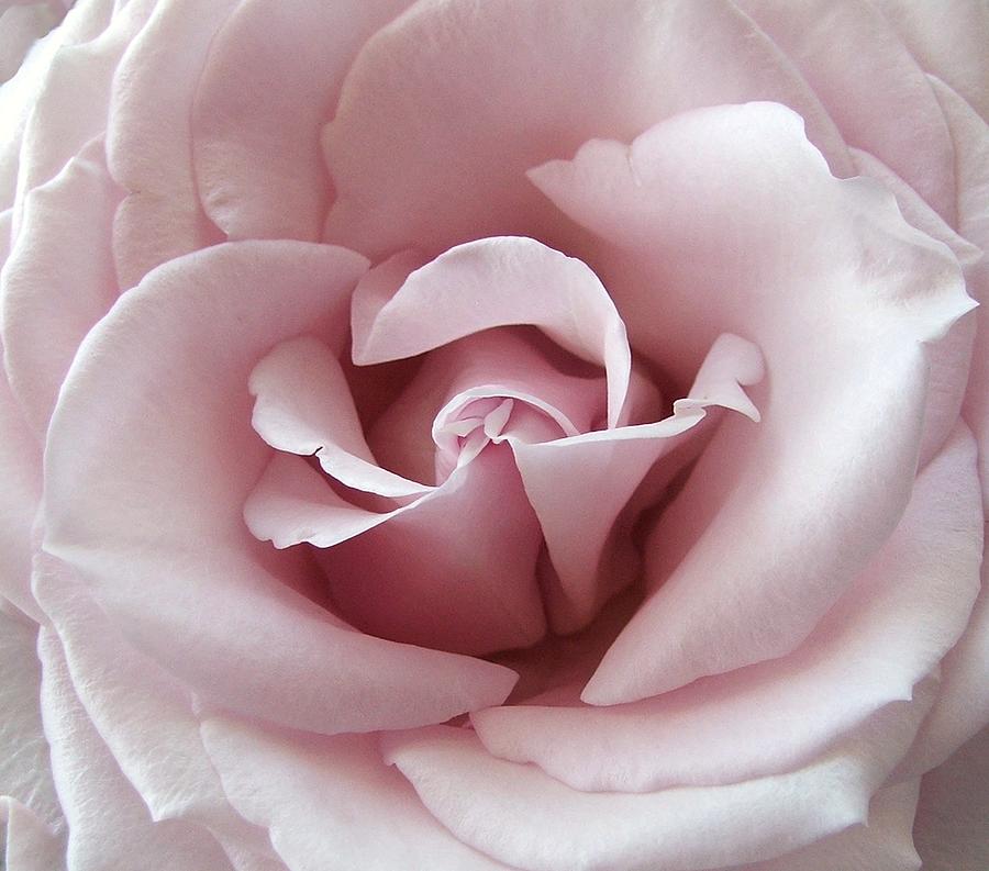 Pink Rose Photograph by Robert Meanor