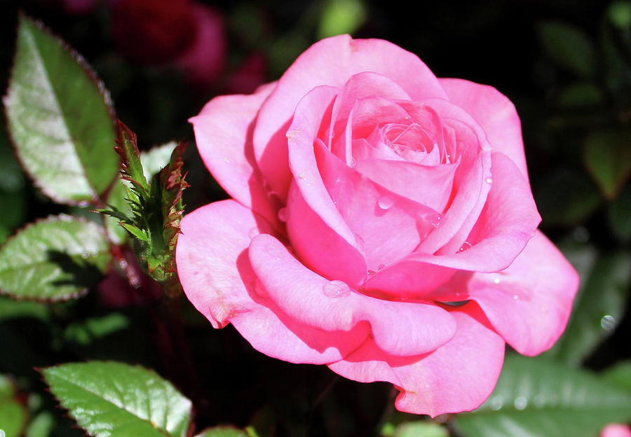 Pink Rose Photograph by Ronda Ryan