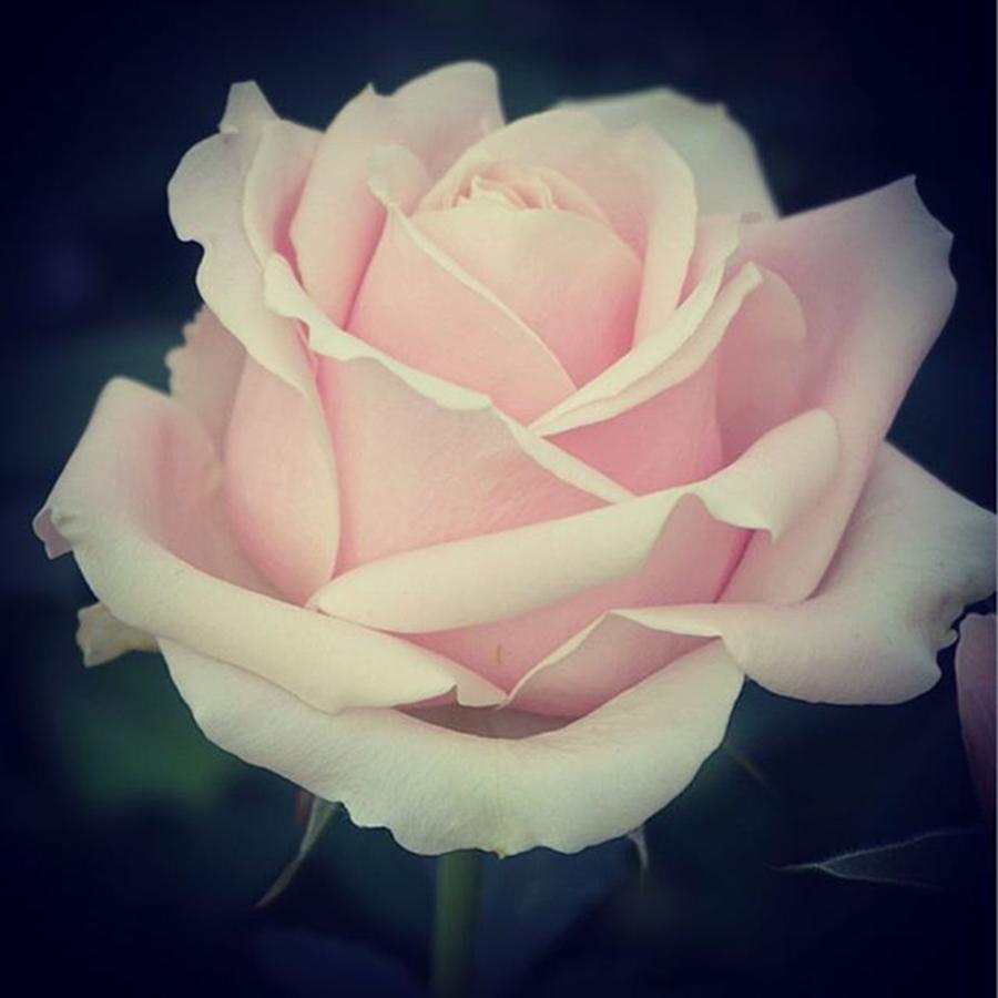 Nature Photograph - Pink Rose #1 by Sharon Halteman