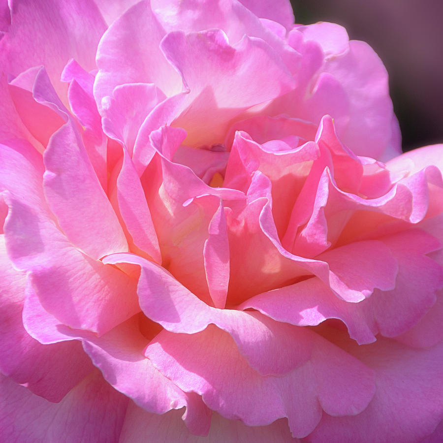 Pink Rose Ruffles Photograph by Julie Palencia