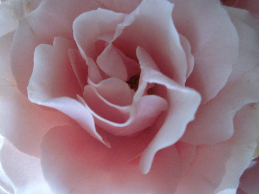 Pink Rose Photograph by Sandy Taylor