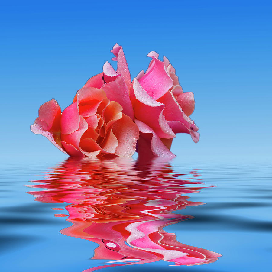 Pink Rose sea plale blue Photograph by David French