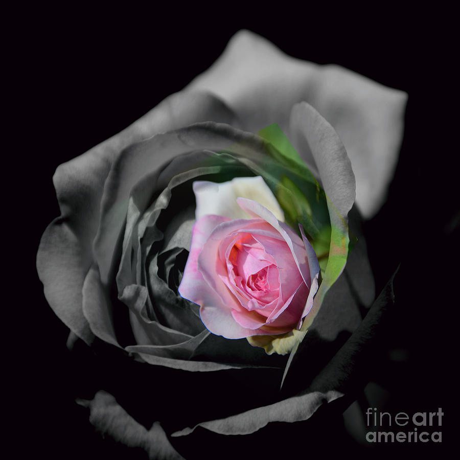 Pink Rose Shades of Grey Photograph by Elaine Hunter