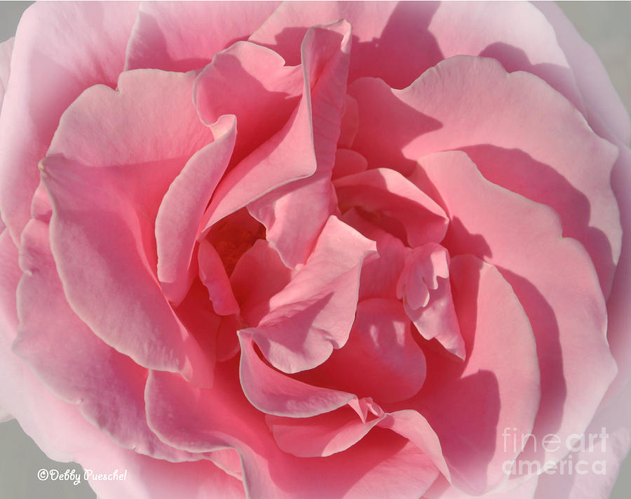 Nature Photograph - Pink Rose Shadows by Debby Pueschel