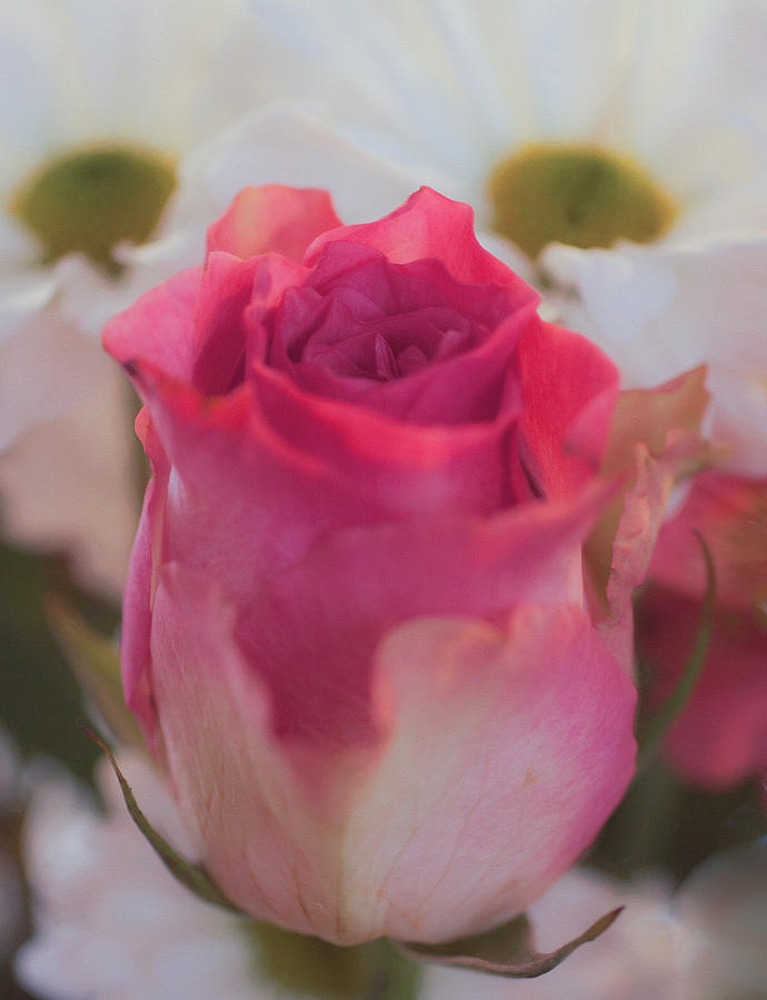 Pink Rose Photograph by Shirley Radabaugh