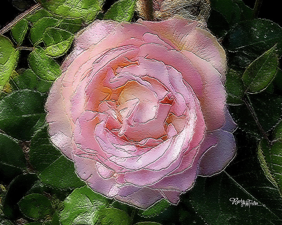 Pink Rose Softness #058 Photograph by Barbara Tristan