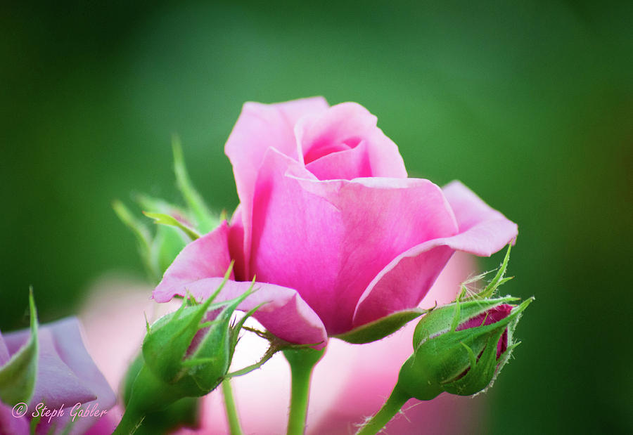 Pink Rose Photograph by Steph Gabler
