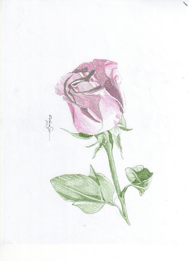 Pink Rose For Jezebel Drawing by James Robinson - Fine Art America