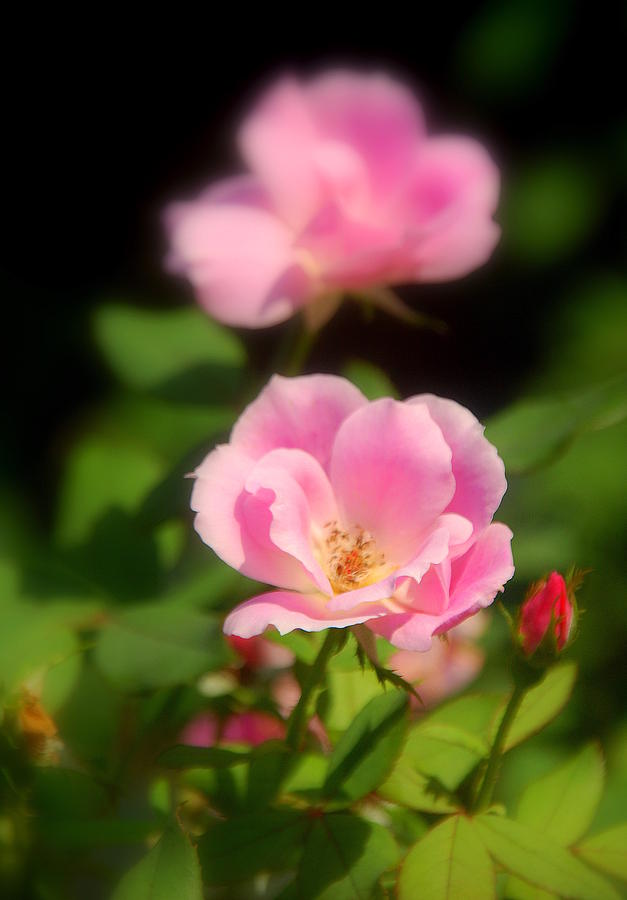 Pink Rose Photograph by Susanne Van Hulst